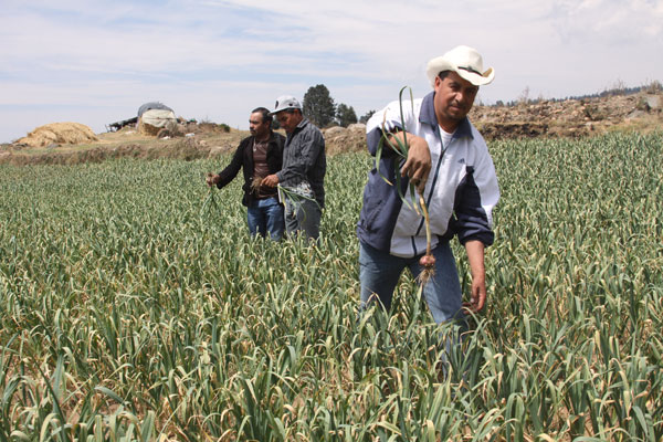 Unos 150 jornales por hectárea se utilizan para sembrar y cosechar ajo en Terrenate. / Tomás BAÑOS