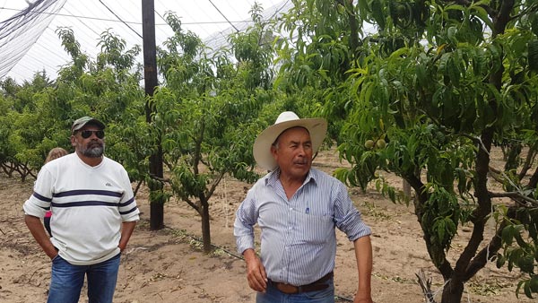 El productor Pablo Lima Romero reveló que, hoy en día, de las aproximadamente mil 500 hectáreas dedicadas a la producción de durazno en Altzayanca, ya solo en unas 200 se produce el Durazno Oro. / Leonel TLALMIS