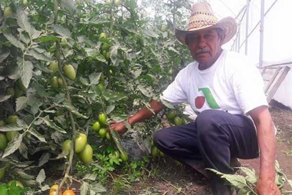 A tres semanas de que productores de Tlaxco inicien la producción de jitomate en cubiertas. / Tomás BAÑOS