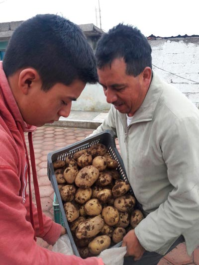 Productores de papa registran pérdidas por la falta de agua pluvial. / Tomás BAÑOS