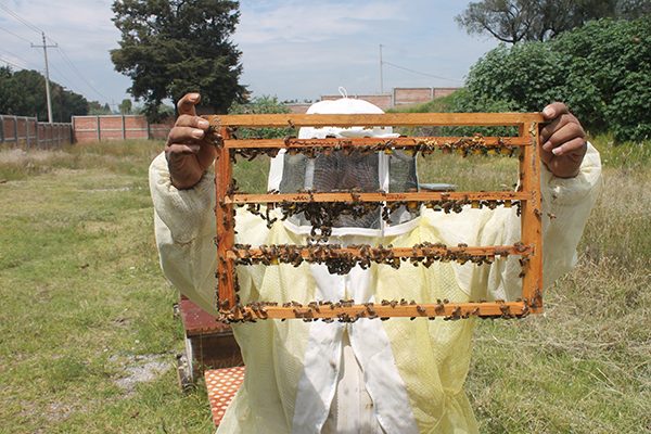 Crean apicultores la “ruta de la miel”