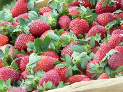 Recomiendan abrir nuevos mercados a frutillas