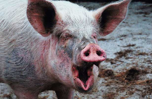 Su puerco lo mató a mordidas
