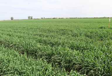 Sembrar innovación de trigo para Valle de Mexicali