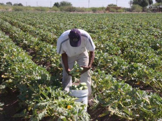 Calor afecta producción de hortalizas en el valle