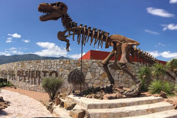 Sin ser un zoológico, el Museo del Desierto de Coahuila ha llamado la atención a nivel nacional e internacional, tanto por sus instalaciones como por la reproducción en cautiverio del Lobo Gris Mexicano.