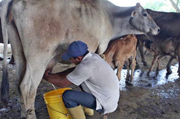 El Frente Amplio de Productores y Consumidores de Leche A. C., ya no quiere estar bajo la tutela del TLCAN.