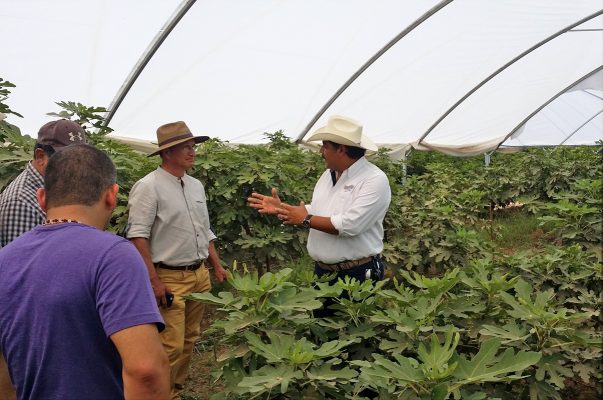 Se proyecta una producción de 6 mil toneladas de higo en nueve estados para los siguientes tres años.