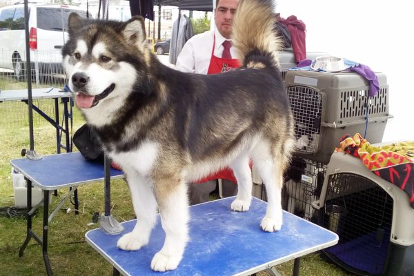 Todas las razas de perros se organizan en 10 grupos según su función zootécnica, buscando así al mejor ejemplar de cada raza.