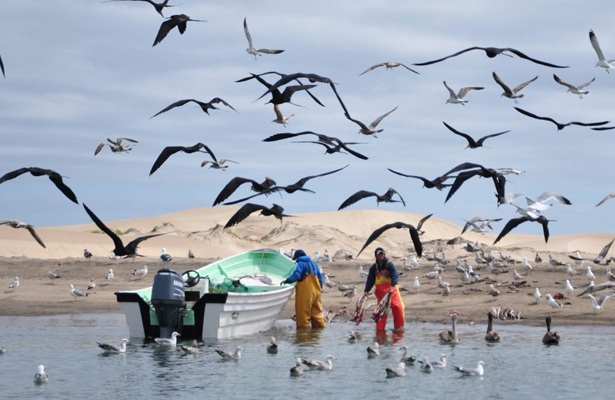Incrementa 33% captura de sardina en Pto. San Carlos