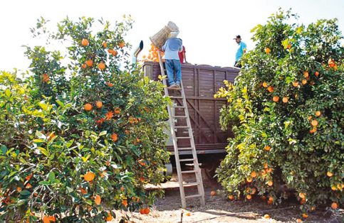 Piden transparencia al Comité Estatal de Sanidad Vegetal