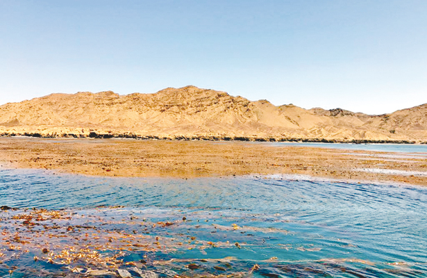 Abundancia de sargazo en la Pacífico-Norte beneficiará a especies marinas como el abulón