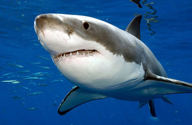 Muerte de tiburones afecta a la pesca