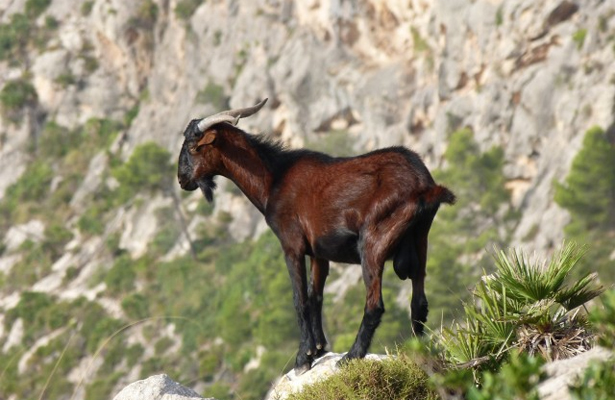 Continúa la extracción de cabras en Isla Espíritu Santo