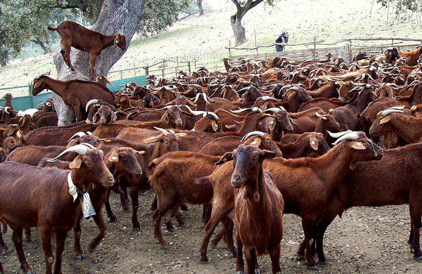 Iniciará operaciones planta pasteurizadora de leche de cabra