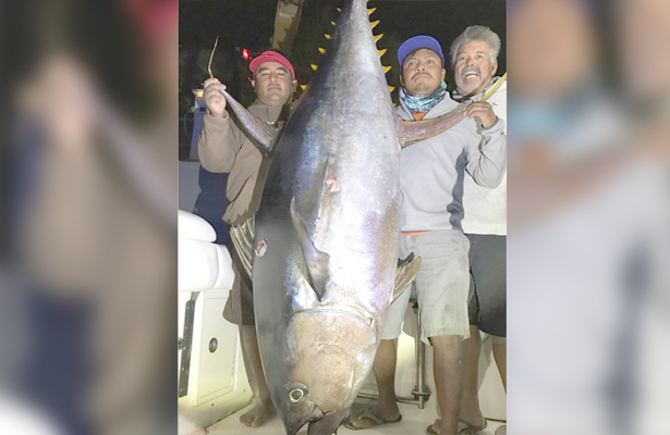 Pescan atunes de más de 300 kilos en Loreto