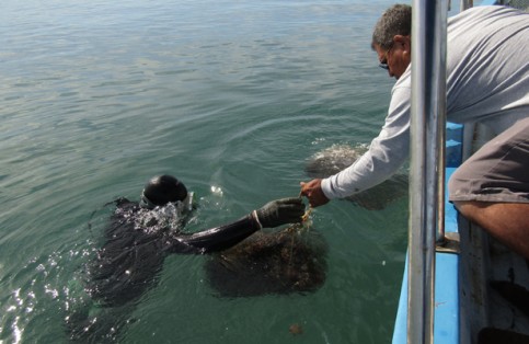 La cosecha de callo de hacha en la bahía de La Paz, es una actividad cotidiana de los pescadores de El Manglito /Mayra Carrizales / El Sudcaliforniano