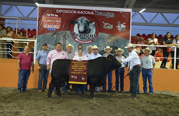 Ganadero sudcaliforniano gana premio Brangus 2018
