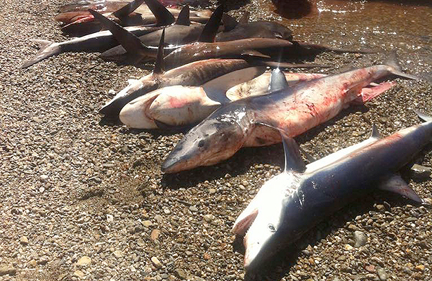 En riesgo pesquerÃa de tiburón