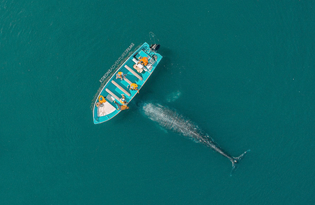 Espectacular foto captada en Puerto López Mateos gana concurso
