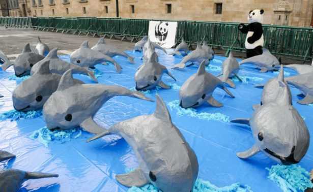 Vaquitas marinas invaden el Zócalo de la CDMX; exigen a Peña Nieto protegerla
