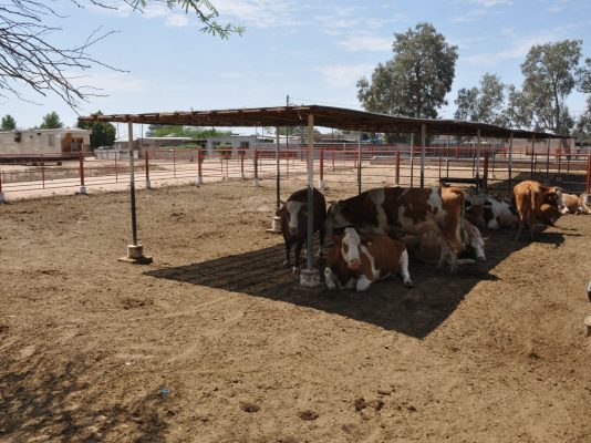 Deben salir todos los corrales de ganado de la mancha urbana