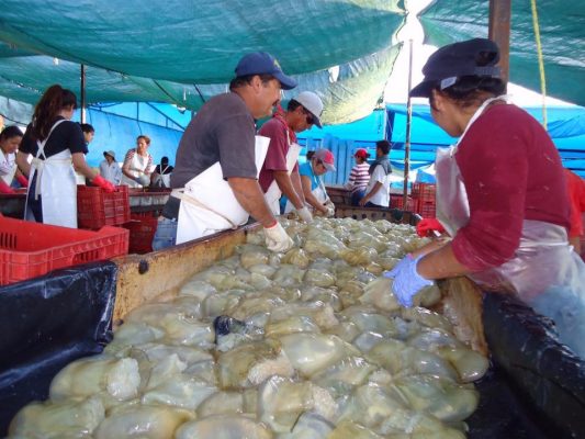 Golfeños capturan 31 mil toneladas de medusa