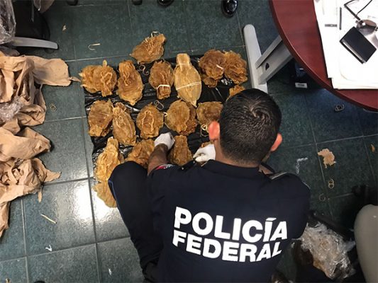Decomisan 375 buches de totoaba en Aeropuerto de Tijuana
