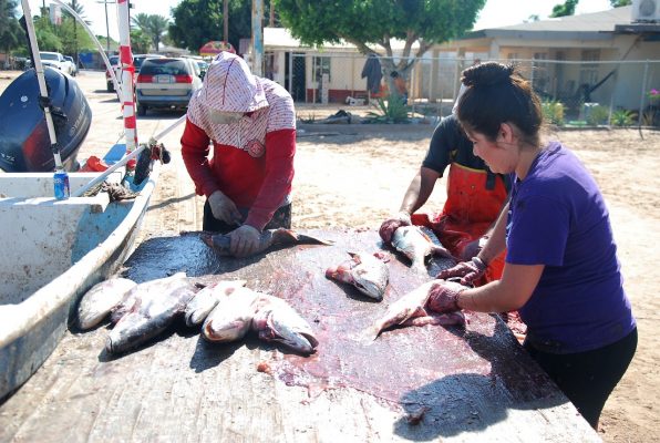 El otro buche, el de curvina