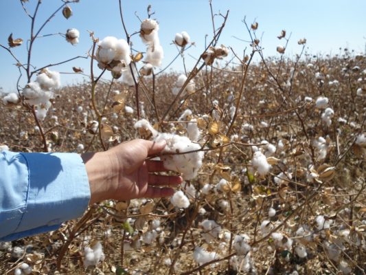 Esperan agricultores âRosaâ beneficie al sorgo y algodón